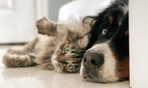 cbdfx us blog TOP REASONS TO USE CBD FOR PETS THE DEFINITIVE CBDFX GUIDE 