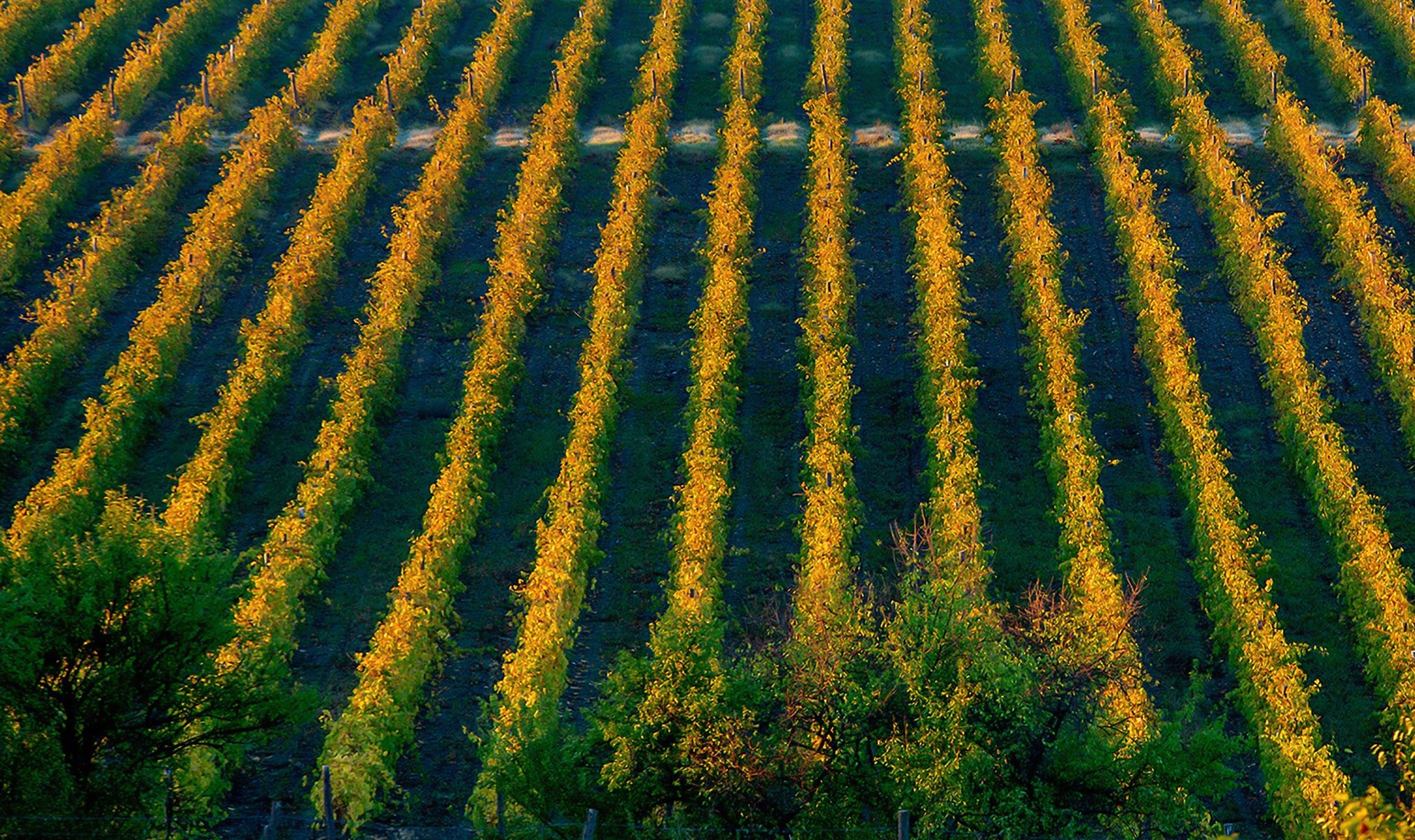 A hemp field