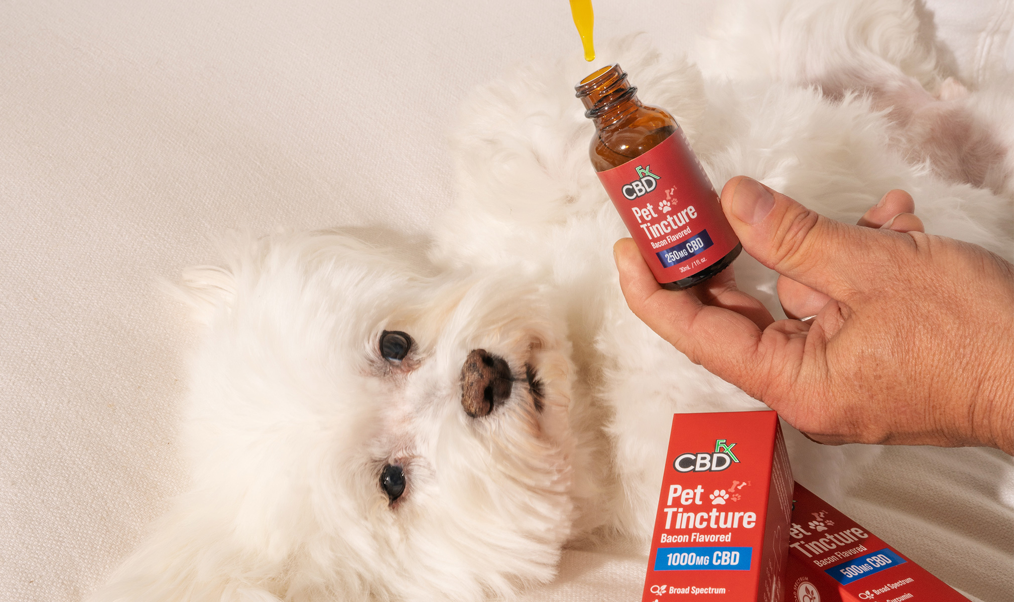 cbdfx us blog Are There CBD Drops for Dogs