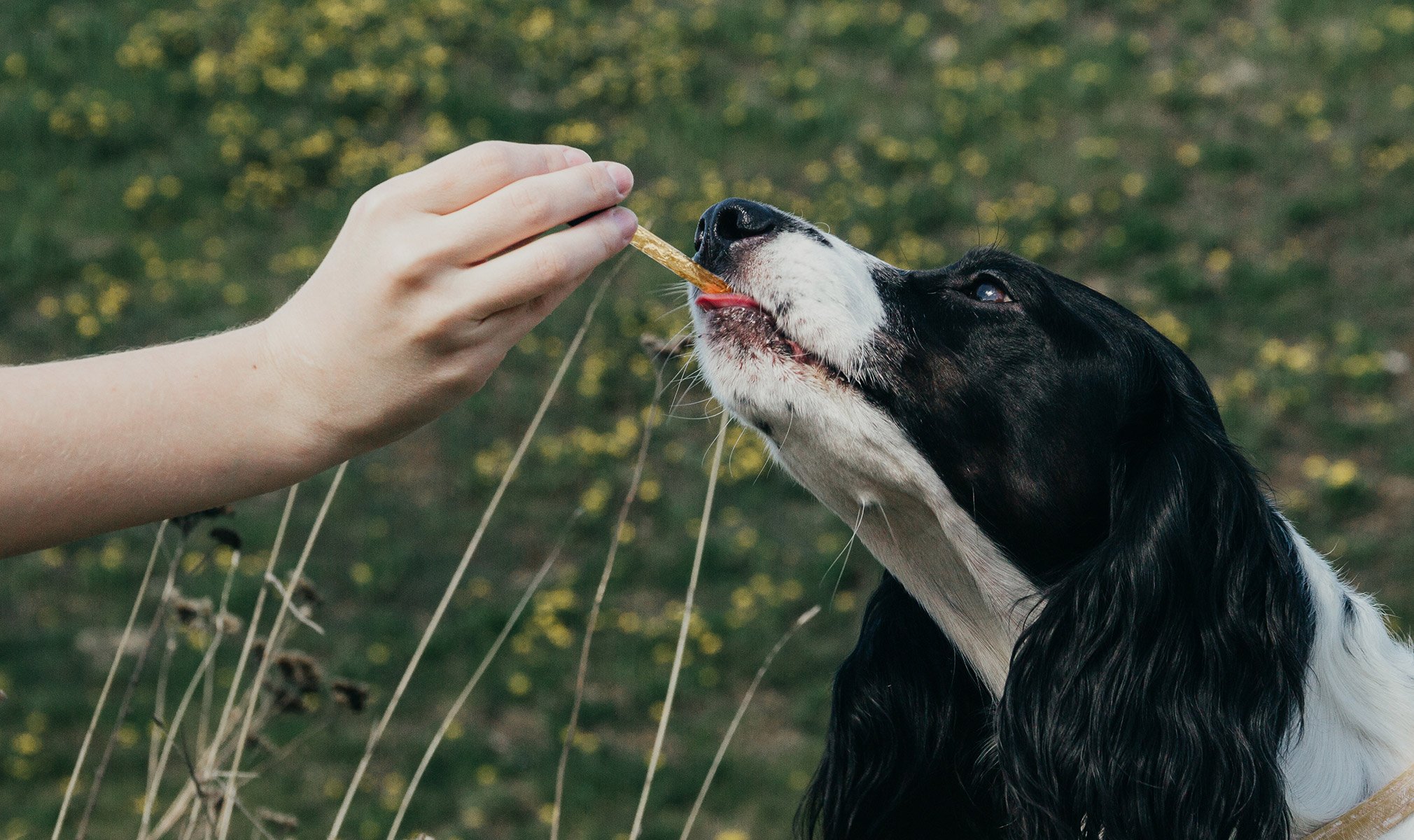 How Long Does Cbd Last In Dogs How Long Does CBD Last in a Dog's System? - CBDfx.com