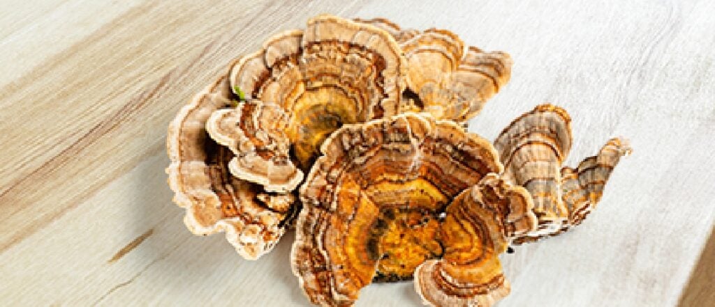 mushroom turkeytail hdr desktop